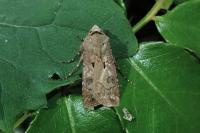 Agrotis exclamationis exclamationis
