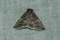 Tethea ocularis