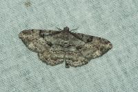 Peribatodes rhomboidaria rhomboidaria