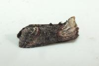 Abrostola triplasia