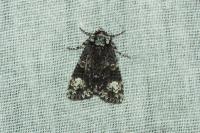 Craniophora ligustri
