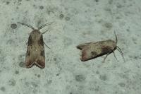 Agrotis puta