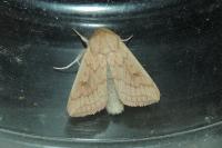 Mythimna vitellina