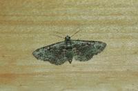 Pasiphila rectangulata
