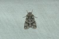 Acronicta rumicis