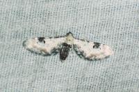 Eupithecia centaureata