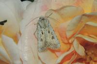 Agrotis ripae