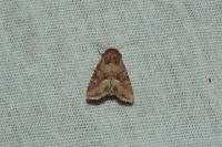 Oligia fasciuncula