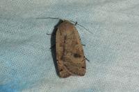 Noctua pronuba