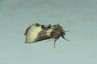 Diachrysia chrysitis