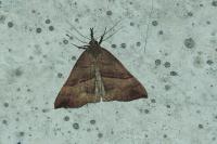 Hypena proboscidalis