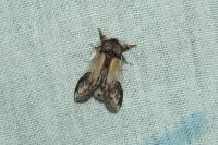 Notodonta ziczac