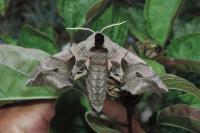 Smerinthus ocellatus ocellatus
