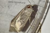 Caradrina gilva