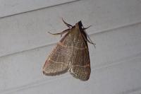 Hypsopygia glaucinalis
