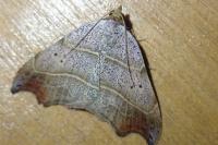 Laspeyria flexula