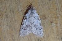 Nola confusalis