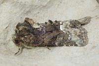 Oligia strigilis/versicolor