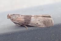 Sciota rhenella