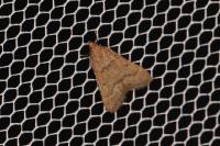 Bostra obsoletalis