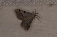 Itame vincularia