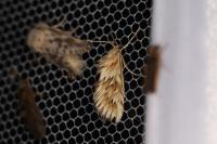 Cynaeda dentalis