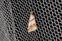 Eublemma candidana