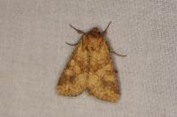 Conisania luteago olbiena