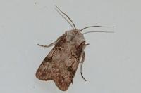 Agrotis puta