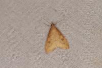Udea ferrugalis