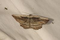 Menophra nycthemeraria