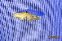 Anania lancealis