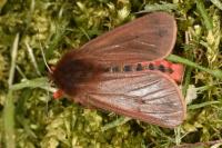 Phragmatobia fuliginosa