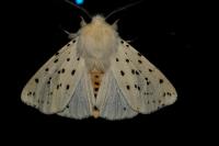 Spilosoma lubricipeda