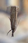 Chrysoteuchia culmella