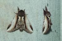 Pheosia gnoma