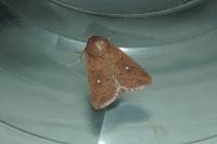 Mythimna albipuncta