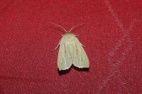 Mythimna pallens