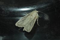Leucania obsoleta