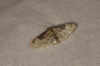 Idaea filicata