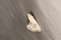 Cilix glaucata/hispanica