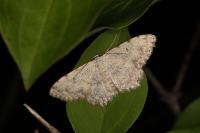 Scopula submutata roseonitens