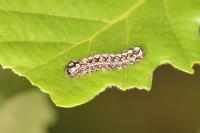Griposia aprilina
