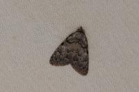 Meganola strigula
