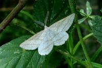 Perconia strigillaria