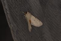 Spilosoma lubricipeda