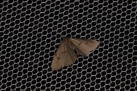 Apaidia mesogona