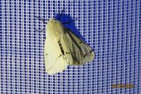 Spilarctia lutea