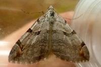 Aplocera efformata/plagiata