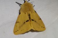 Spilarctia lutea